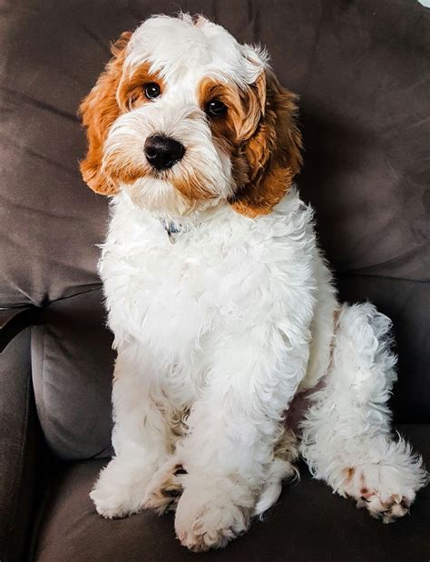 Red And White Parti Australian Labradoodle At Big Rock Labradoodles In Calgary Alberta Canada