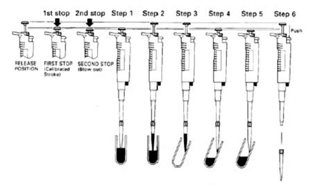 How To Use A Micropipette Biology Notes Online