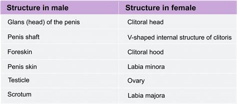 Chapter 4 Sex Differentiation Anatomy And Physiology Introduction