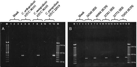 Scielo Brasil Comparison Of Four Molecular Approaches To Identify