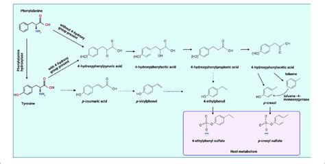 Tyrosine By Gut Bacteria Leading To Formation Of 4 Ethylphenol And