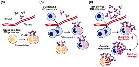 Cells Free Full Text Roles Of Ige And Histamine In Mast Cell Maturation