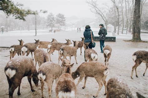 Nara Deer Park, Japan — Clarence Chan Photography - New York City ...