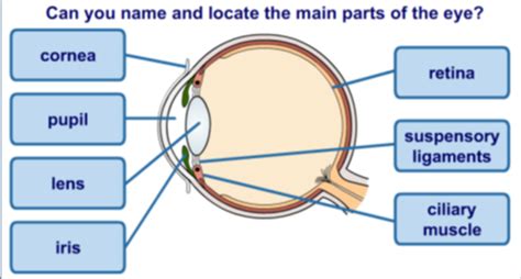 Iris Reflex Flashcards Quizlet