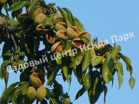 Миндаль Антик саженцы купить в Москве и Подмосковье в питомнике