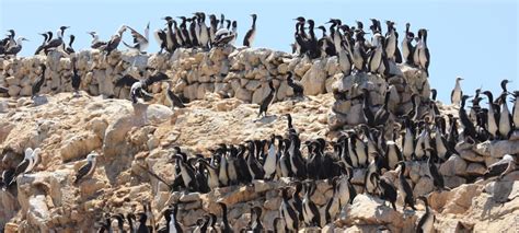 Ballestas Islands Escape From Lima