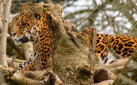 Wallpaper Animals Wildlife Big Cats Whiskers Jungle Jaguar