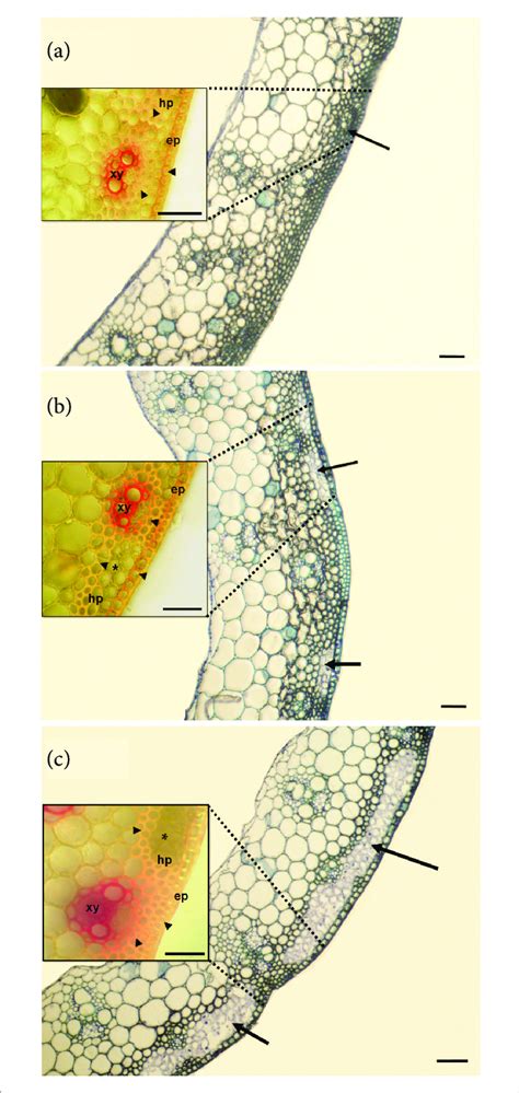 Transverse 3 µm Thin Sections Of The 3 Barley Internodes Stained With