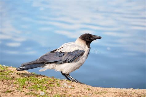 Grey Crow Stock Image Image Of Wildlife Wild Springtime 17691955