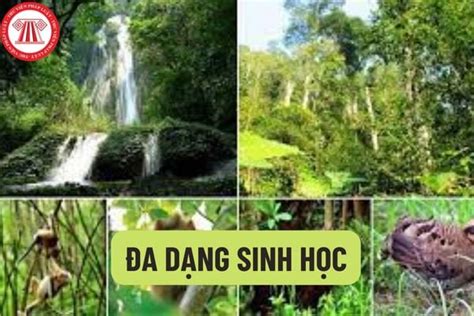 Bảo tồn đa dạng sinh học là gì Nguyên tắc bảo tồn và phát triển bền