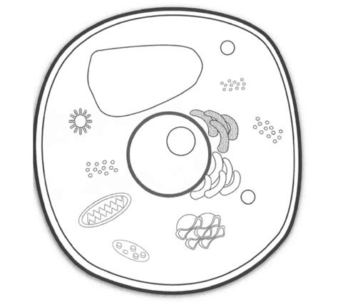 Plant Cell Organelles Diagram Diagram | Quizlet