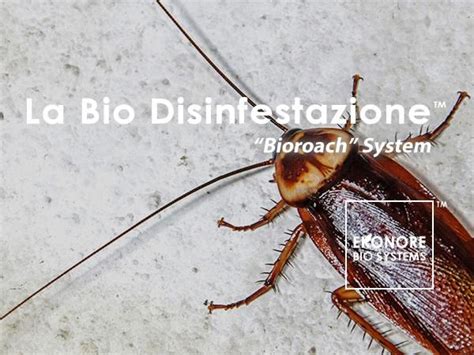 Disinfestazione Blatte Scarafaggi Deblattizzazione Bio Ekonore