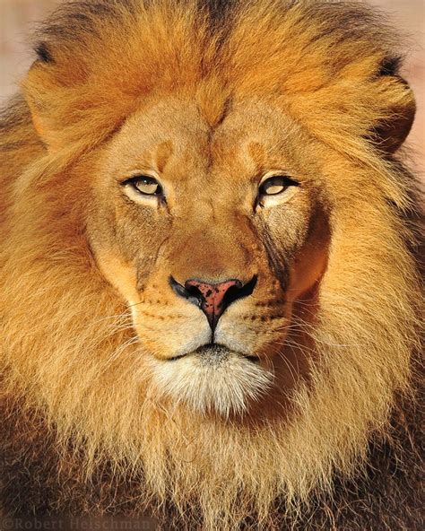 Head On Wild Animals Pictures Lion Images Lion Photography