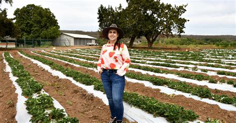 La Fresa de Ayuné cultivo con éxito y sabor en Sinaloa Revista Espejo