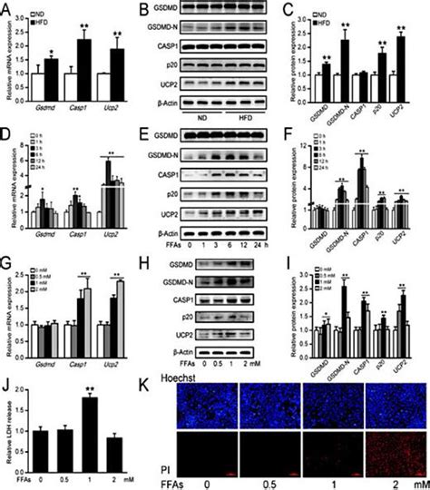 Genipin Reverses Hfd Induced Liver Damage And Inhibits Ucp2 Mediated