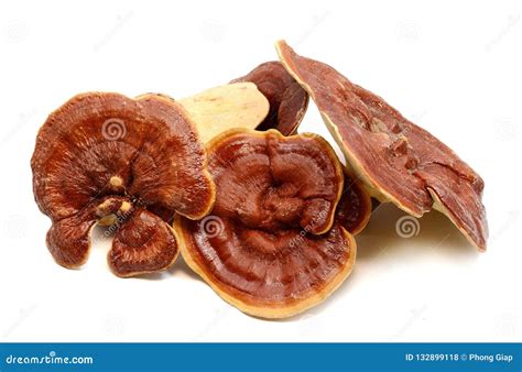 Lingzhi mushroom stock photo. Image of medicinal, chih - 132899118