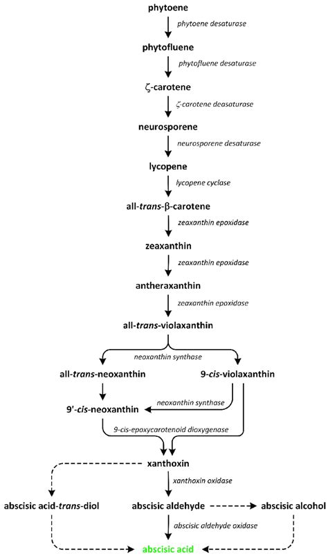 The Biosynthetic Pathways Of Abscisic Acid Phytohormone Is Green