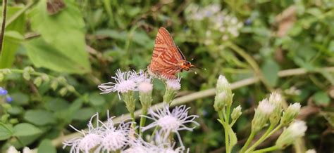 Long Banded Silverline From Karadigodu Karnataka 571253 India On