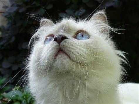 White Ragdoll Cat: Complete Guide - Vocal Cats