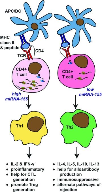 Effect Of Mir 155 On T Helperth Cell Differentiation And Impact On