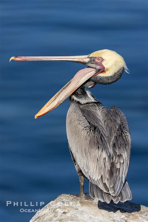 Pelican Glottis Exposure Photograph, Pelecanus occidentalis, La Jolla ...