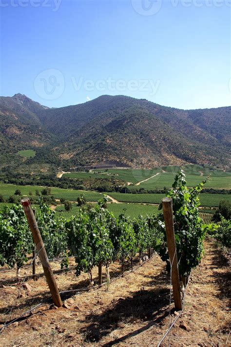 landscapes and details of the beautiful Chilean vineyards 41512590