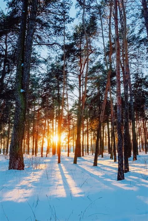 Pine Trees in the Park at Sunset in Winter Stock Photo - Image of ...