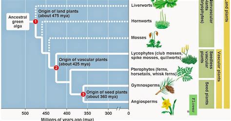 Odd Organisms: Plant Evolution