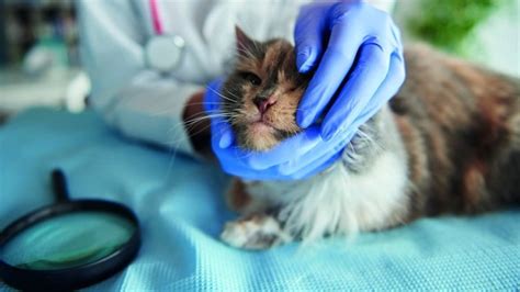 Upper Respiratory Infections In Cats Unveiling The Hidden Dangers