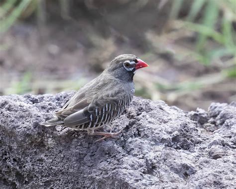 African Quailfinch Photo John Anderson Photos At