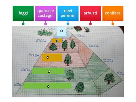 Flora Montagna Labelled Diagram