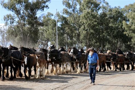 Nation’s largest gathering of harnessed draught animals at authentic ...