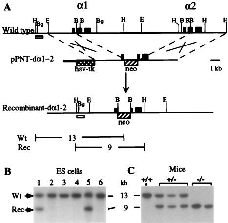 One Step Targeted Disruption Of The Murine 1 And 2 Globin Gene Loci