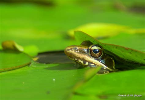 Photographic Wildlife Stories In UK Hong Kong Frog Looking For Love