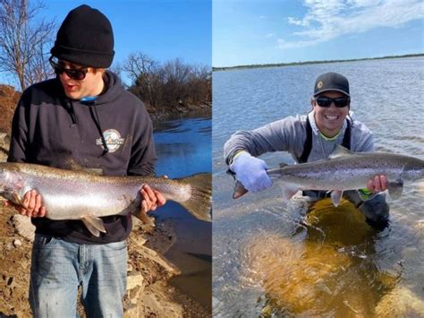 Steelhead Vs Salmon How Are They Different Strike And Catch