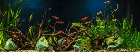 cycle  fish tank fresh water systems