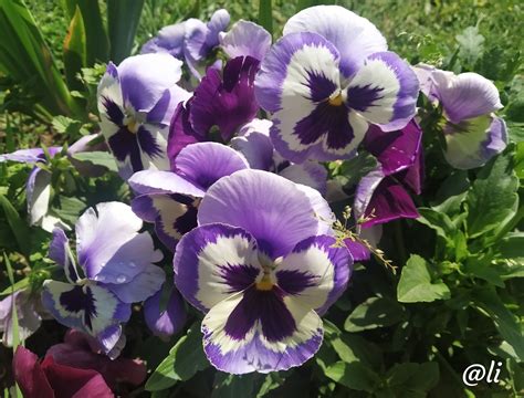 Pansy Viola Tricolor Var Hortensis Purple 💜 Pansies Planter Boxes