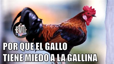 Por Que El Gallo Tiene Miedo A La Gallina Solucion Youtube