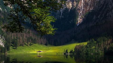 Hd Wallpaper Green Leafed Trees On Forest During Daytime Tremont