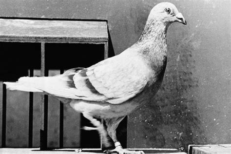 How a German Homing Pigeon Who Served in 2 World Wars Became an ...