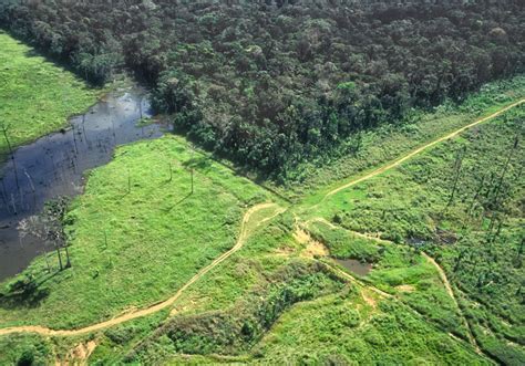 Amazon Forest Deforestation