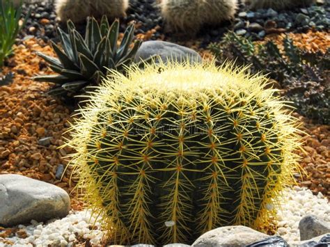 Golden Barrel Cactus Echinocactus Grusonii Or Kroenleinia Grusonii