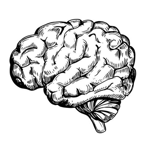 Brain Anatomy Sketch stock vectors - iStock