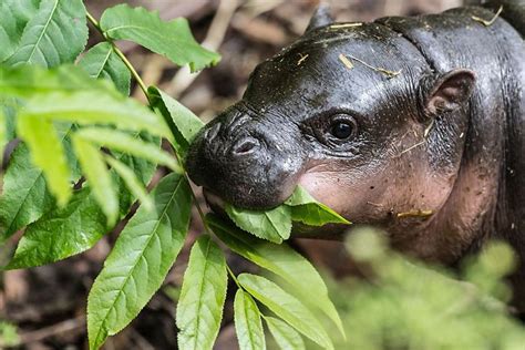 30 Baby Hippos That Will Make Everything Better Bored Panda