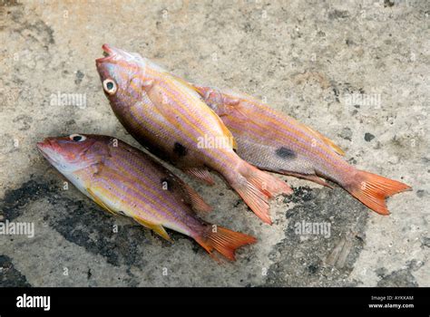 catch  fish stock photo alamy