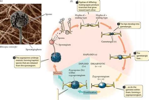 Lab Exam 2: Lab 16 Fungi Diagram | Quizlet