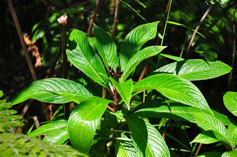 Hiking The Northern Slope Of El Yunque National Forest