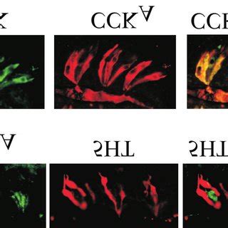 Taste receptor cells express signaling agents and their receptors in ...