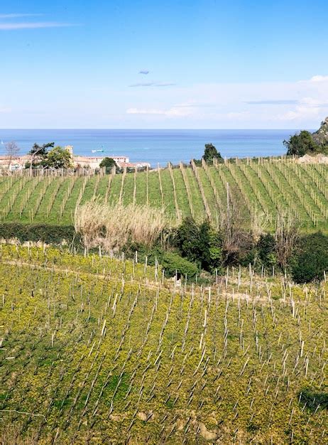 Premium Photo Coastal Vineyard Landscape With Ocean View