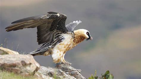 Bearded Vulture Visits England’s Oldest National Park The Institute For Creation Research